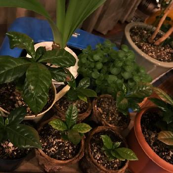 やっちまったなぁヽ( ຶ▯ ຶ)ノ!!!の投稿画像一覧|🍀GreenSnap
