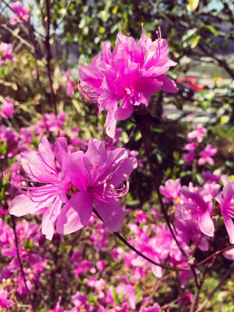 ヤマツツジの投稿画像 By Keiさん 色がキレイと大きく成長とピンクの花 17月4月14日 Greensnap グリーンスナップ