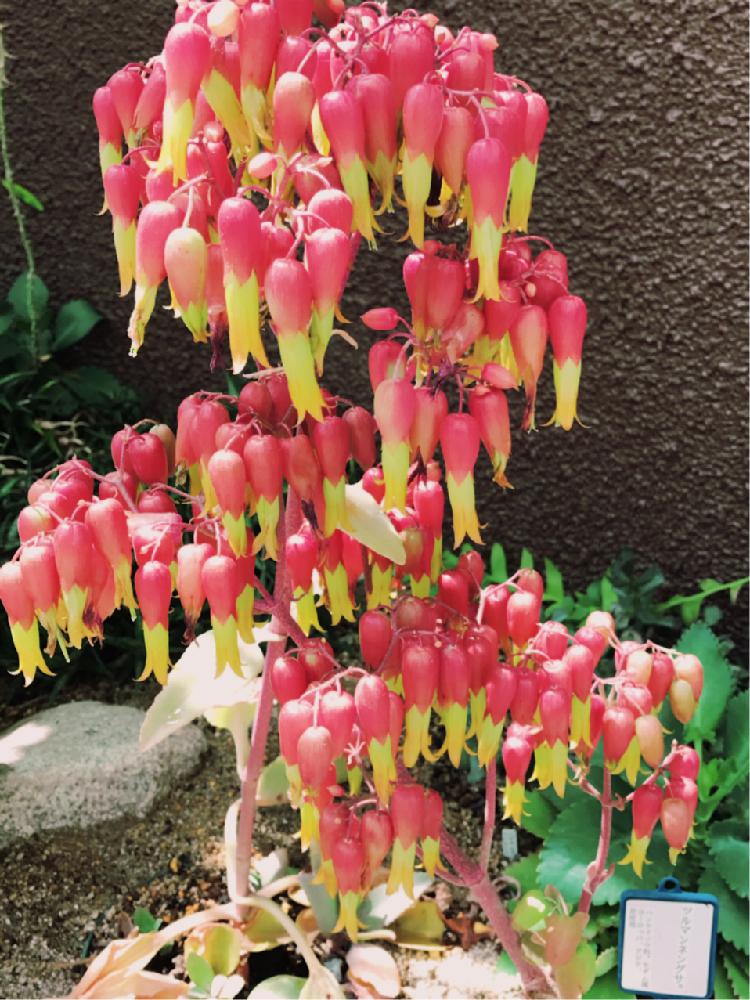 セイロンベンケイソウの投稿画像 By ショーンさん 植物園と可愛い ね と綺麗な色 17月4月15日 Greensnap グリーンスナップ