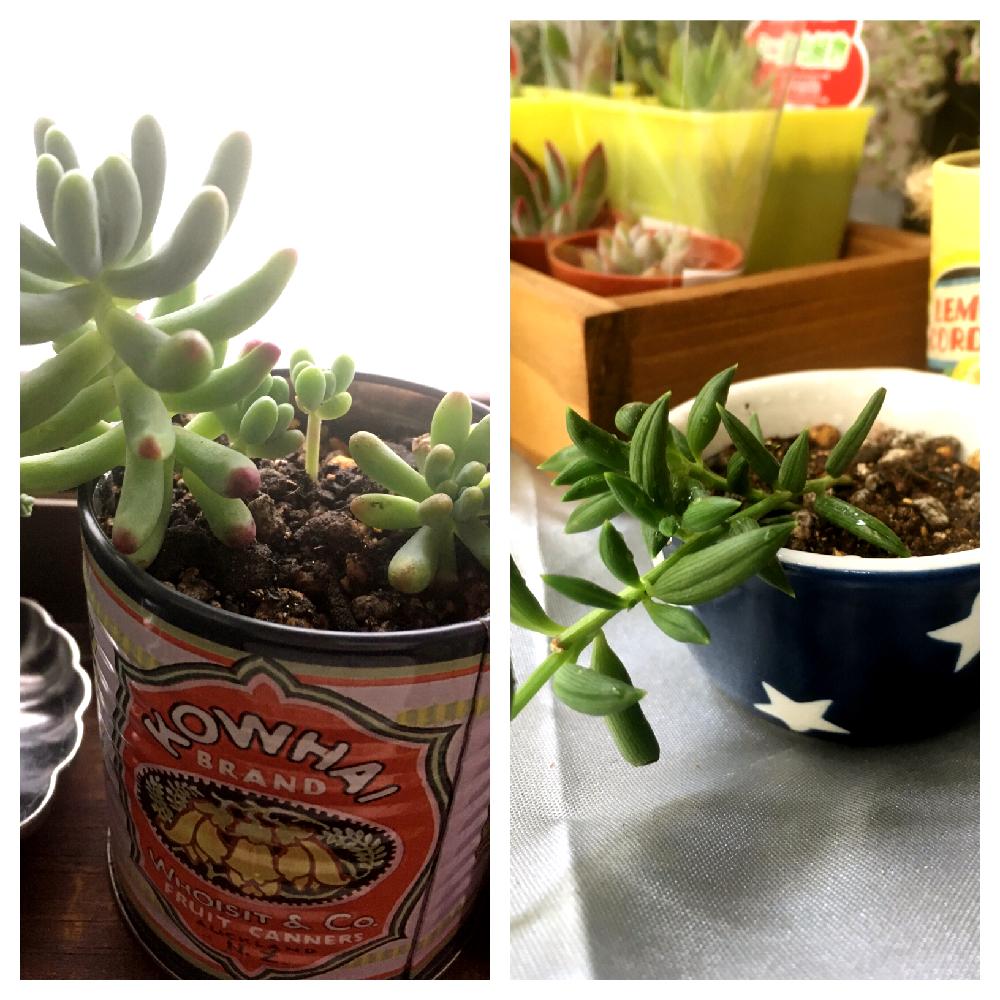 乙女心の投稿画像 By よちりさん 三日月ネックレスと多肉植物とセリア器とダイソー多肉とセリアとセリアブリキ缶とお店の植物とうつわとブリキ缶 17月4月15日 Greensnap グリーンスナップ