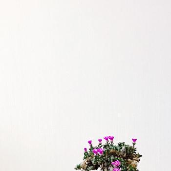 トリコディアデマ デンスムの画像 by うさぎさん | 部屋と紫晃星とトリコディアデマ デンスムと多肉植物と初心者ですと冬型塊根とコーデックスと植中毒と今日の一枚と今日のお花とハマミズナ科と塊根植物