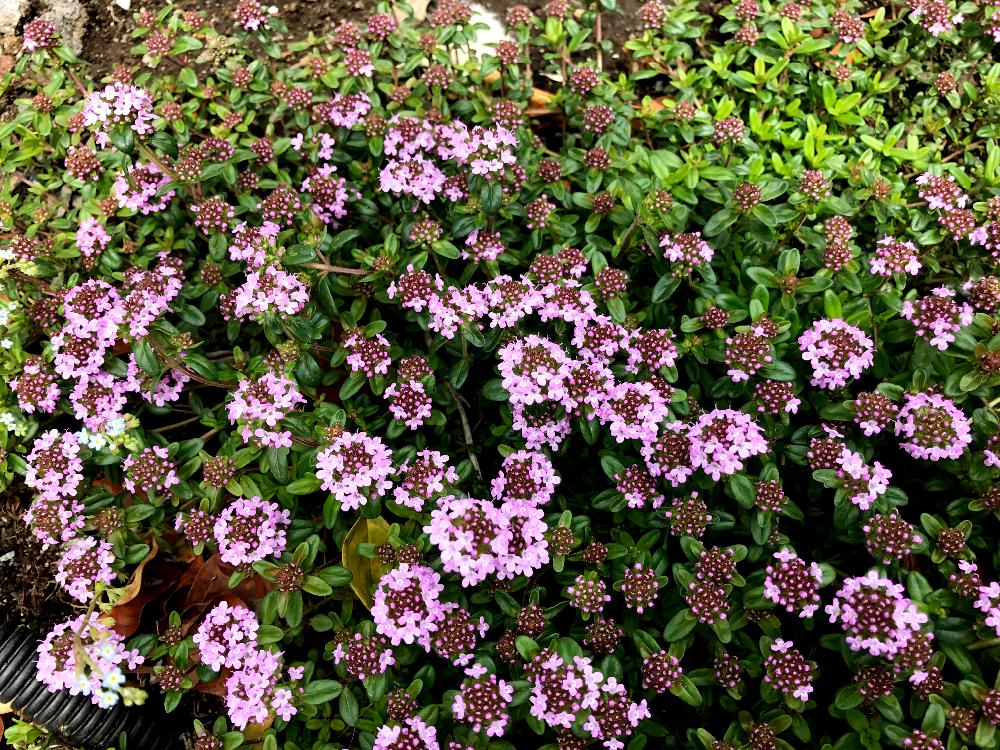 タイムの投稿画像 By ゆきさん 小さな庭とどんどん増えると可愛い小さい花とピンクとかわいいとどんどん増えると可愛い小さい花とピンクとかわいい 17月4月16日 Greensnap グリーンスナップ Greensnap グリーンスナップ