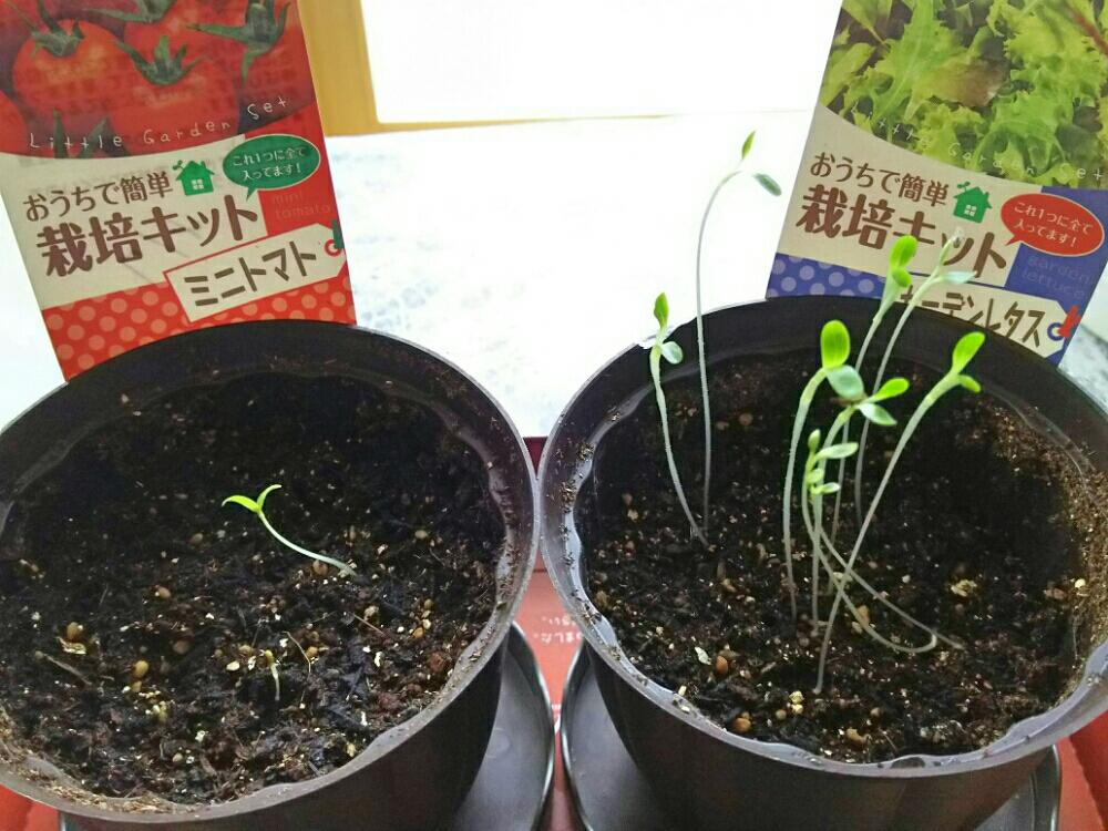 ガーデンレタスの投稿画像 By きんききっすさん ミニトマトと野菜作りと芽が出た 17月4月16日 Greensnap グリーンスナップ ガーデンレタスの投稿画像 By きんききっすさん ミニトマトと野菜作りと芽が出た 17月4月16日 Greensnap グリーンスナップ