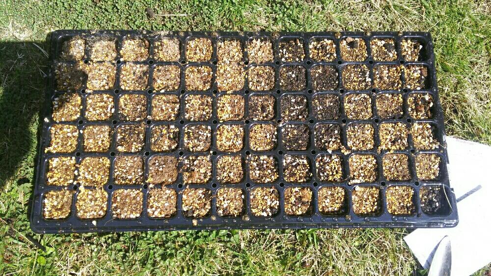 キンギョソウの投稿画像 By りっか Ricca さん ヤグルマギクとナデシコとヘリクリサムと今日の一枚と種まきとヤグルマソウ 17月4月16日 Greensnap グリーンスナップ