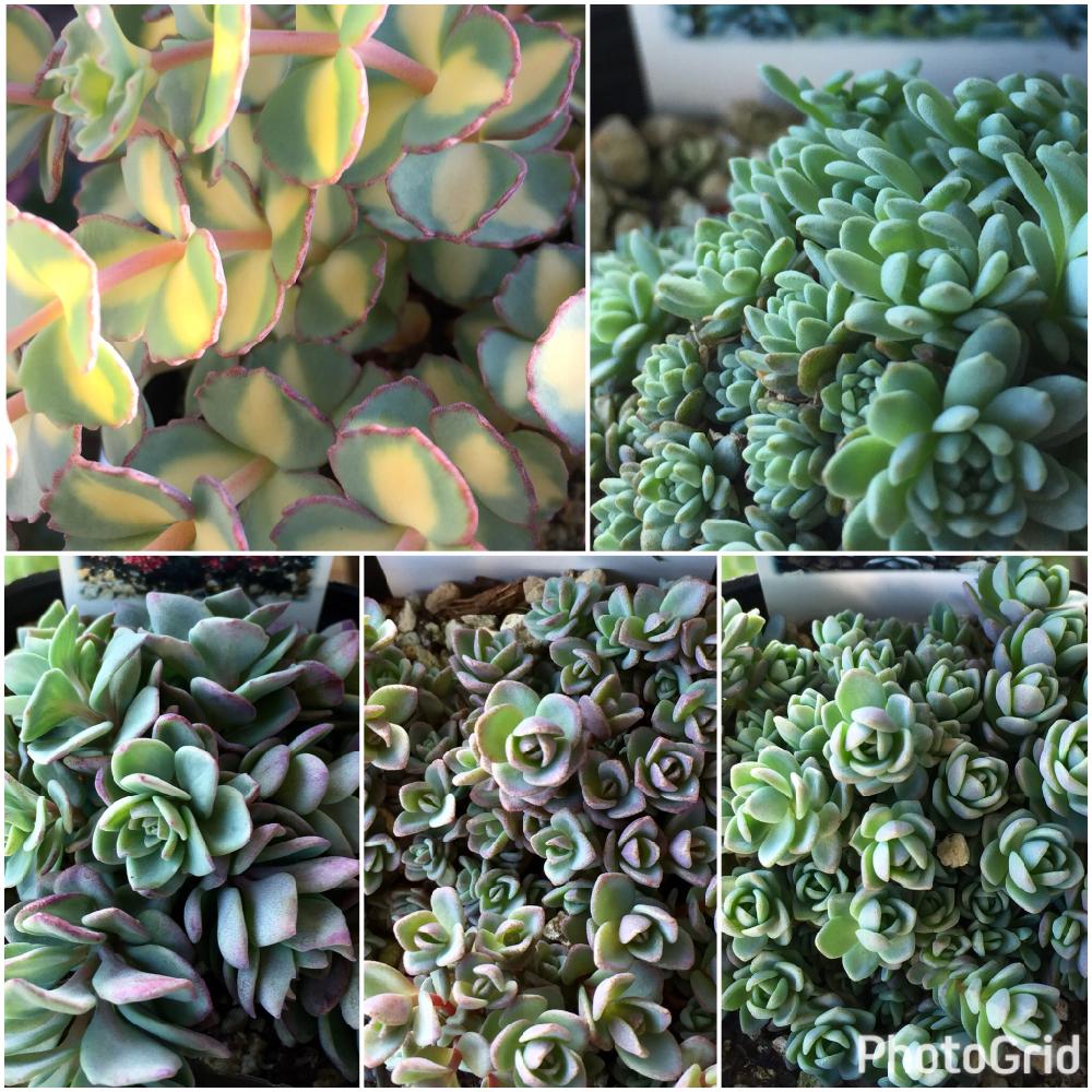 ユーパリ ミセバヤの投稿画像 By Hideさん カラフトミセバヤとヒダカミセバヤとタカスソウと斑入りミセバヤと多肉 男子と癒やされるとhtcと大きく育て とベランダガーデニングとわが家の多肉スペースと植中毒とファーマーズ西新井とヤバい とオブラー党とどんどん