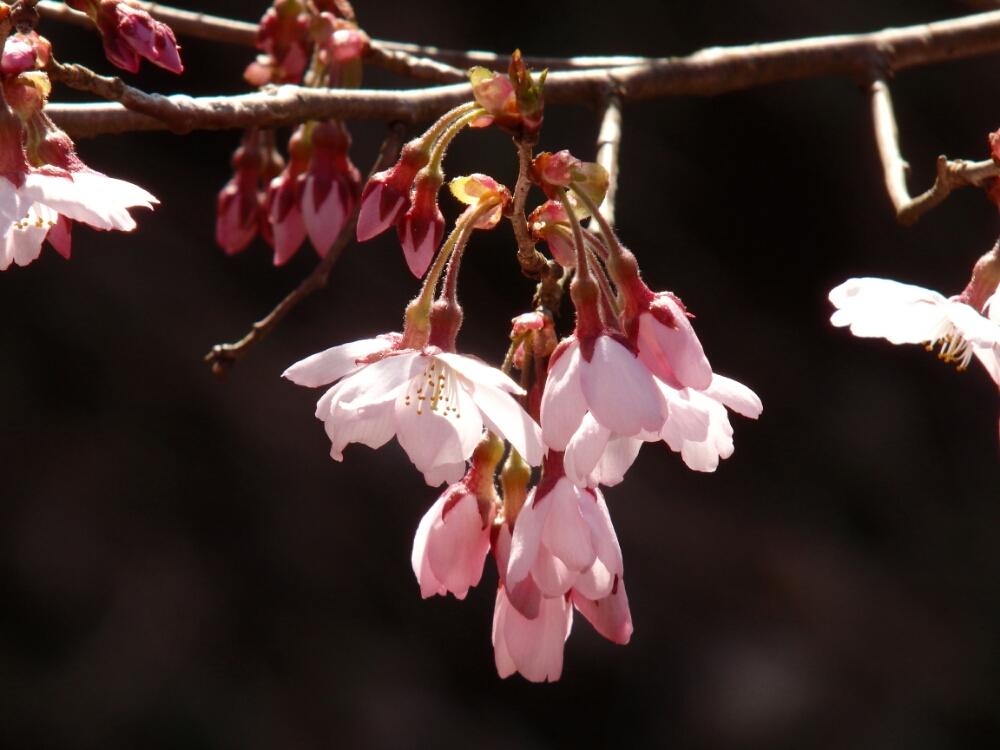 サクラの投稿画像 By さゆりんさん 高遠桜と子彼岸桜とお気に入り と春爛漫 と植中毒と 桜 コンテストとかわいいな ときれいな色とお花見と散歩道とさくら 桜 サクラとノンフィルターと日本三大桜の名所 17月4月16日 Greensnap グリーンスナップ
