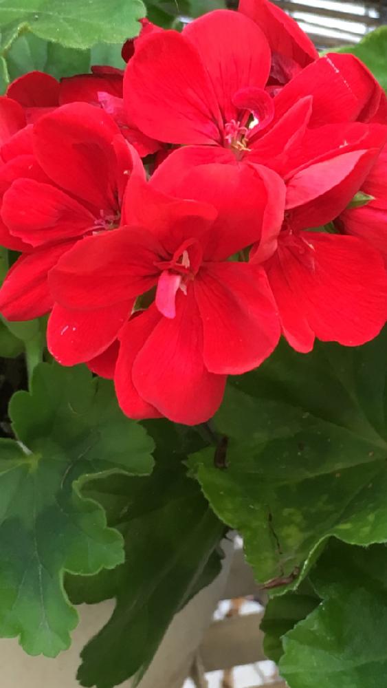 ローズゼラニウムの投稿画像 By 花が好きさん 癒される と花のある暮らし と目が醒める色と鮮やかな赤とガーデニング 17月4月16日 Greensnap グリーンスナップ