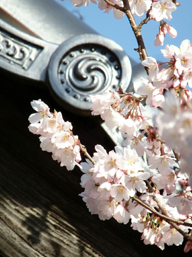 子彼岸桜の投稿画像 By さゆりんさん 高遠桜とお気に入り と春爛漫 と植中毒とさくら 桜 サクラとお花見と散歩道ときれいな色とかわいいな と 桜 コンテストと日本三大桜の名所 17月4月16日 Greensnap グリーンスナップ