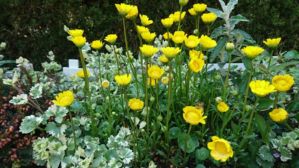 ムルチコーレの投稿画像 By Kawokawoさん クリサンセマム ムルチコーレとお花好きと小さな花壇 17月4月16日 Greensnap グリーンスナップ