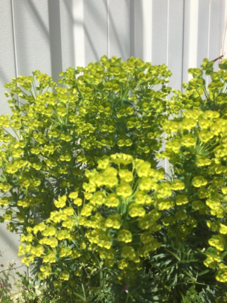 耐寒性宿根草の投稿画像 By Gardenerjunさん カラーリーフとユーフォルビア 17月4月17日 Greensnap グリーンスナップ