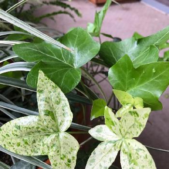 アイビー 白雪姫の投稿画像一覧 Greensnap グリーンスナップ