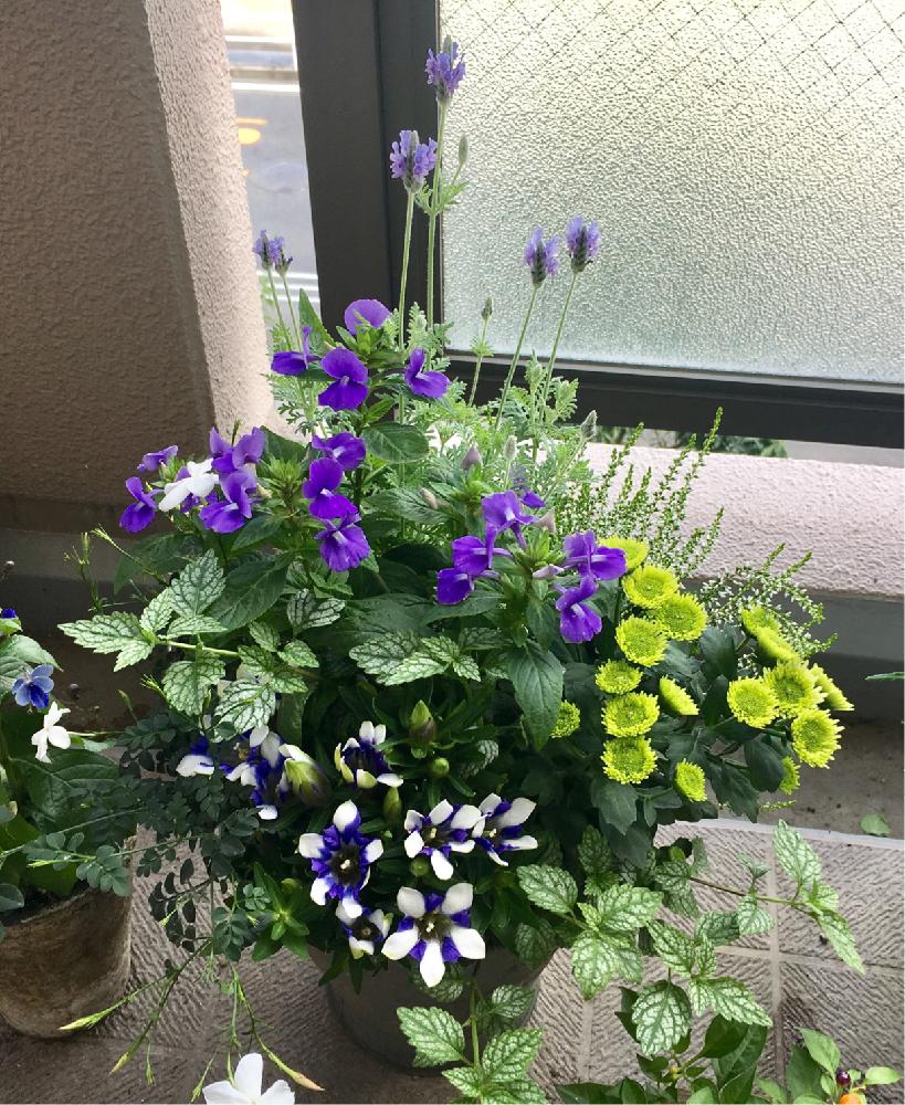 ラミウムの投稿画像 By R さん ラミウム ヘルマンズブライドとラベンダーとバルコニー ベランダと寄せ植えと今日のお花とムラサキの花とリンドウと寄せ植えと今日のお花とムラサキの花 17月4月17日 Greensnap グリーンスナップ Greensnap グリーンスナップ