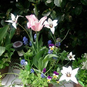 原種チューリップ♪の画像 by ryo(*¨*)さん | バルコニー/ベランダと原種チューリップ♥と綺麗〜❤️と寄せ植えと成長記録と我が家のお花とお花とかわいいな♡と素敵と原種チューリップ♪