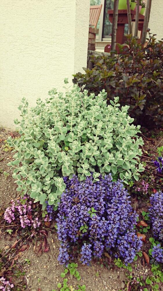 バロータの投稿画像 By テキーラ さん 小さな庭と バロータとガーデニングとナチュラルガーデンとマイガーデンと バロータとガーデニングとナチュラルガーデンとマイガーデン 17月4月17日 Greensnap グリーンスナップ Greensnap グリーンスナップ