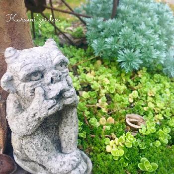 可愛いゴブリンの投稿画像一覧 Greensnap グリーンスナップ