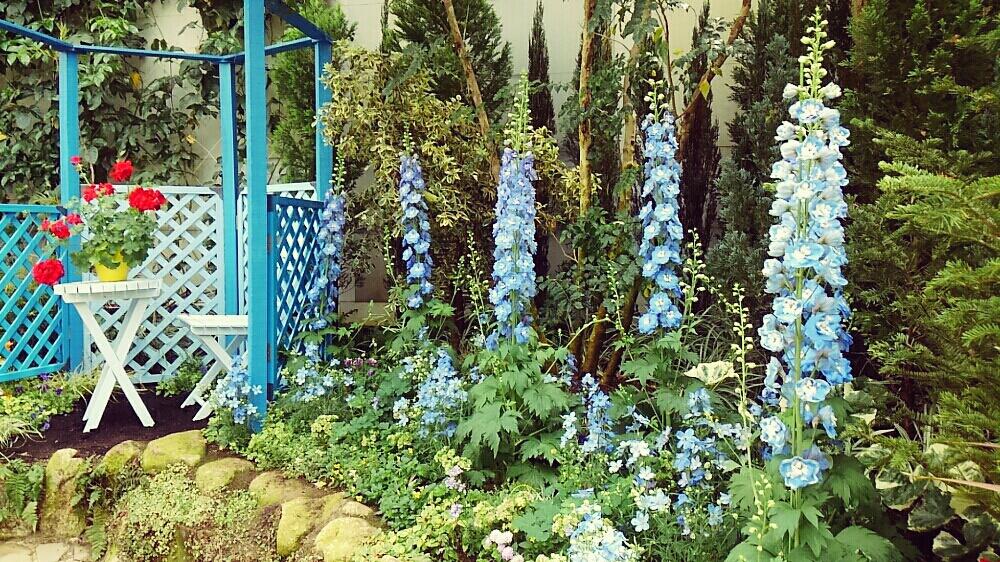 デルフィニウムの投稿画像 By Ladybirdさん ゼラニウムとhtcと青い花と今日の一枚と今日のお花とガーデニングと花フェスタ記念公園 17月4月17日 Greensnap グリーンスナップ