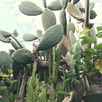 大型宝剣の画像 by ズケランサボテン園  Cactus farm Zukeranさん | 広い庭とウチワサボテンと大型宝剣と多肉植物とサボテン科とcactusとズケランサボテン園と沖縄と覇王樹と植中毒と多肉女子と大きい