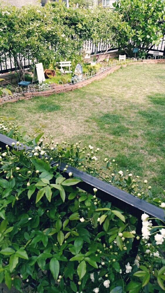 白モッコウバラの投稿画像 By Chocolatさん モッコウバラと咲いてきた とフェンスのモッコウバラと花壇と花自慢と芝生の庭とガーデニング 17月4月18日 Greensnap グリーンスナップ