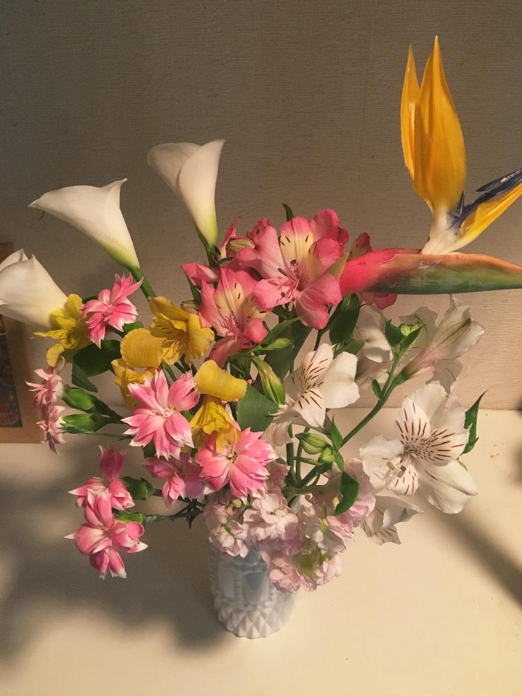 ストックの投稿画像 By ともみさん アルストロメリアとカーネーションとカラーとストレリチア 極楽鳥花と 玄関アプローチ コンテストと今日のお花 17月4月19日 Greensnap グリーンスナップ