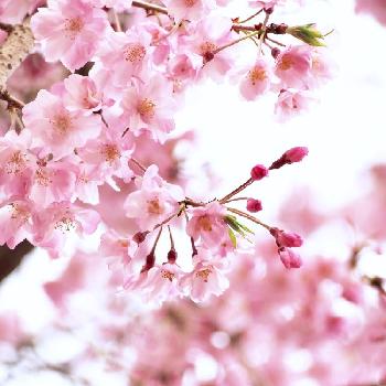 仙台しだれ桜の投稿画像一覧 Greensnap グリーンスナップ