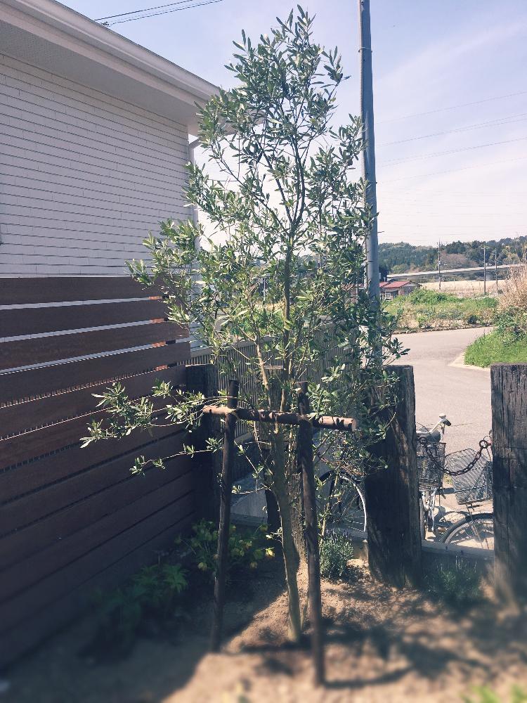 オリーブの投稿画像 By Ya358さん グリーンのある暮らしとオリーブの木 と植え替えと庭木と移植とガーデニング 17月4月19日 Greensnap グリーンスナップ