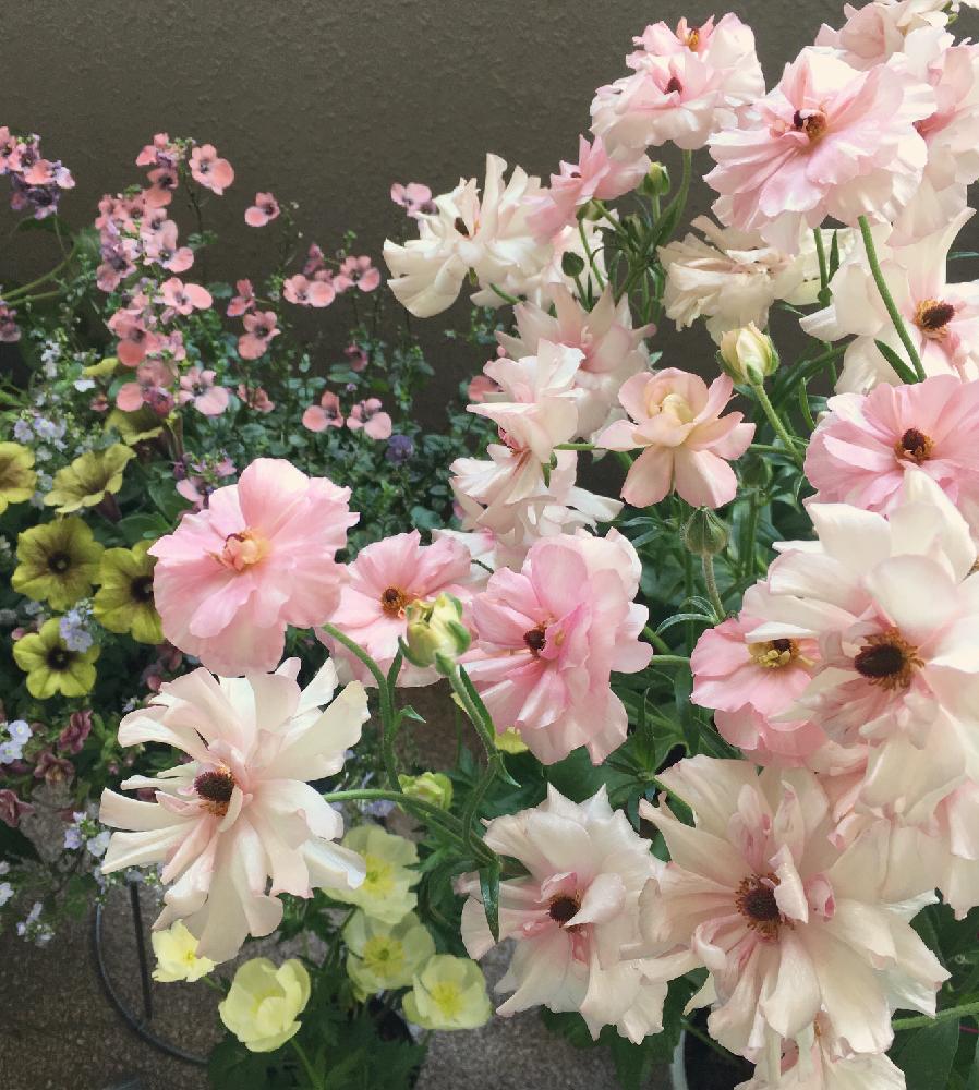 ラナンキュラス ラックス アリアドネの投稿画像 By Konaさん ラナンキュラスと植中毒と今日のお花と可愛いピンク色 とピンクの花 17月4月19日 Greensnap グリーンスナップ