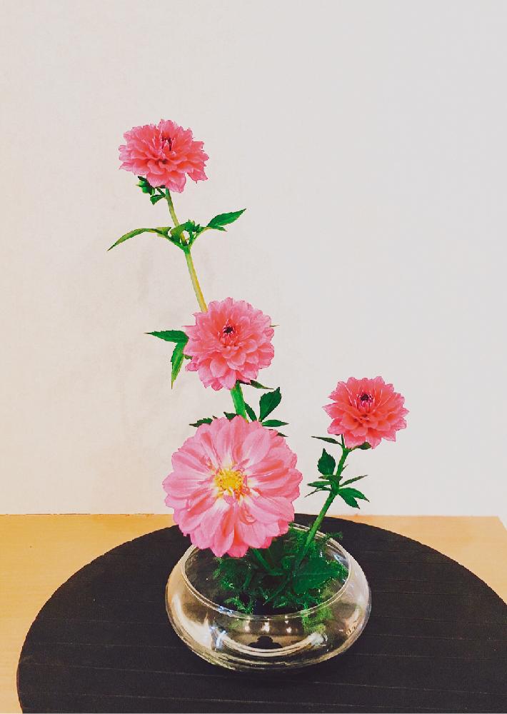 ダリアの投稿画像 By Nabanaさん インテリアとピンクの花と今日のお花とはるが来た といけばなとフラワーアレンジメントと花のある暮らしと生け花 とピンクの花と今日のお花とはるが来た といけばなとフラワーアレンジメントと花のある暮らしと生け花 17月4月19日