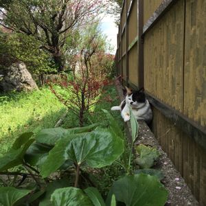 ツワ,ハーブ,植物,ガーデニング,裏庭の画像