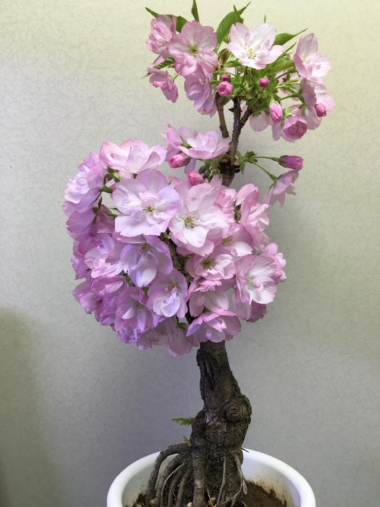 旭山桜の投稿画像 By オシリスキーさん 今日のお花と 桜 コンテストと一才桜旭山と鉢植えと咲いた 17月4月19日 Greensnap グリーンスナップ