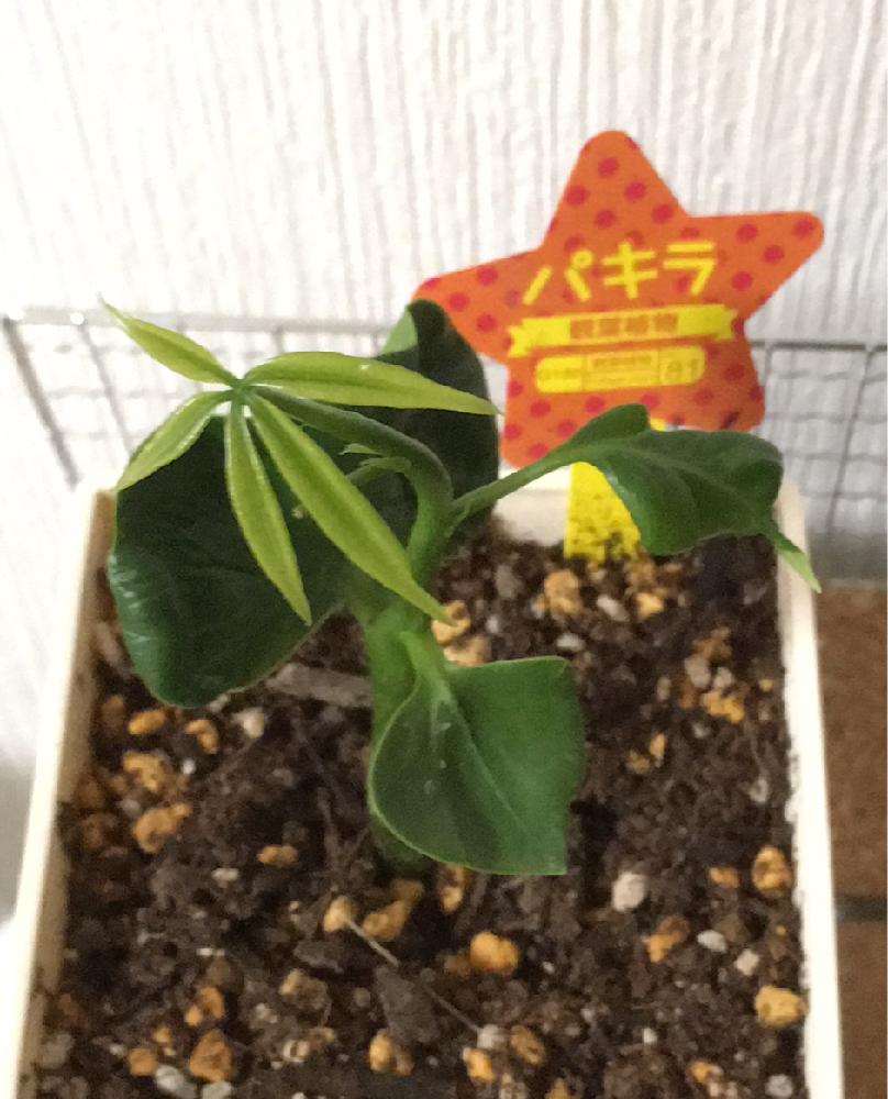パキラの投稿画像 By うにこさん 観葉植物とダイソー産パキラと実生パキラとダイソー出身 17月4月19日 Greensnap グリーンスナップ