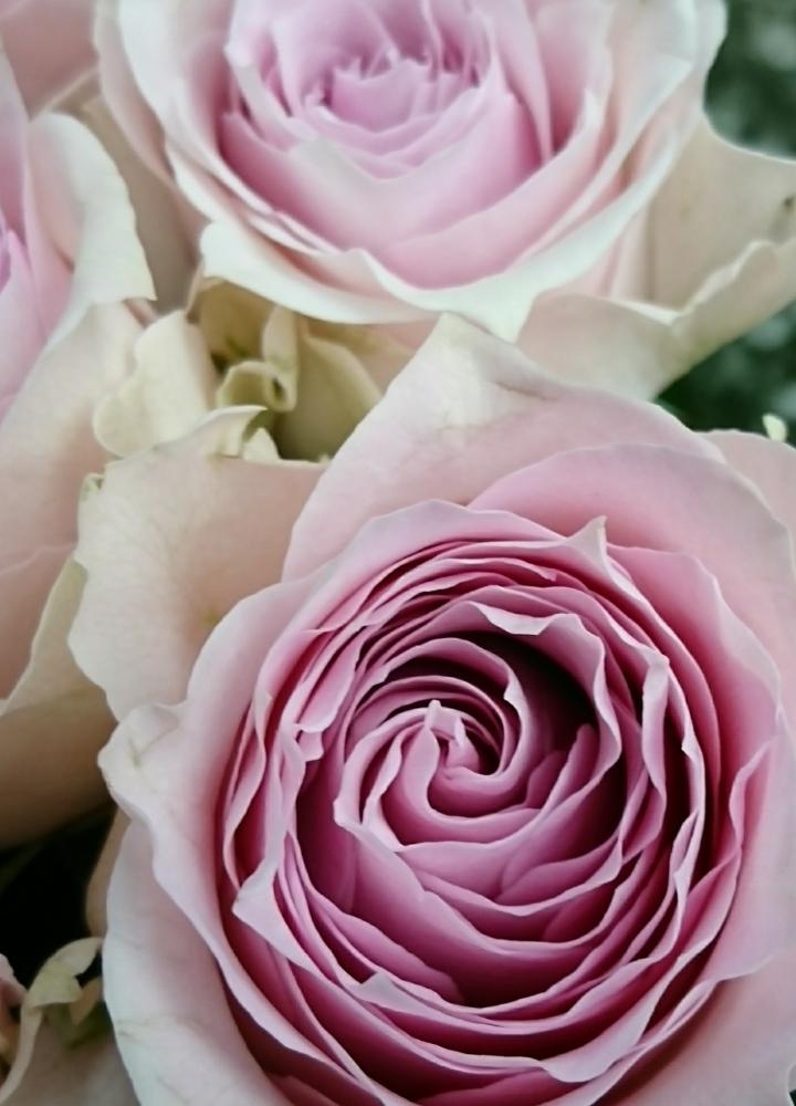 リメンブランスの投稿画像 By And Blue さん バラとピンクの薔薇と切り花バラ図鑑と今日のお花とバラ ミニバラとお花屋さんと切り花 17月4月日 Greensnap グリーンスナップ