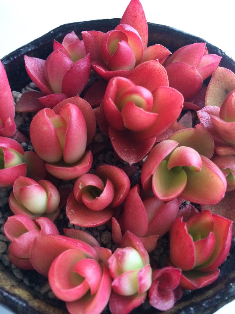 火祭りの投稿画像 By のん さん 火祭りの赤ちゃん 17月4月日 Greensnap グリーンスナップ