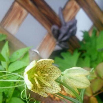 春の茶花の投稿画像一覧 Greensnap グリーンスナップ