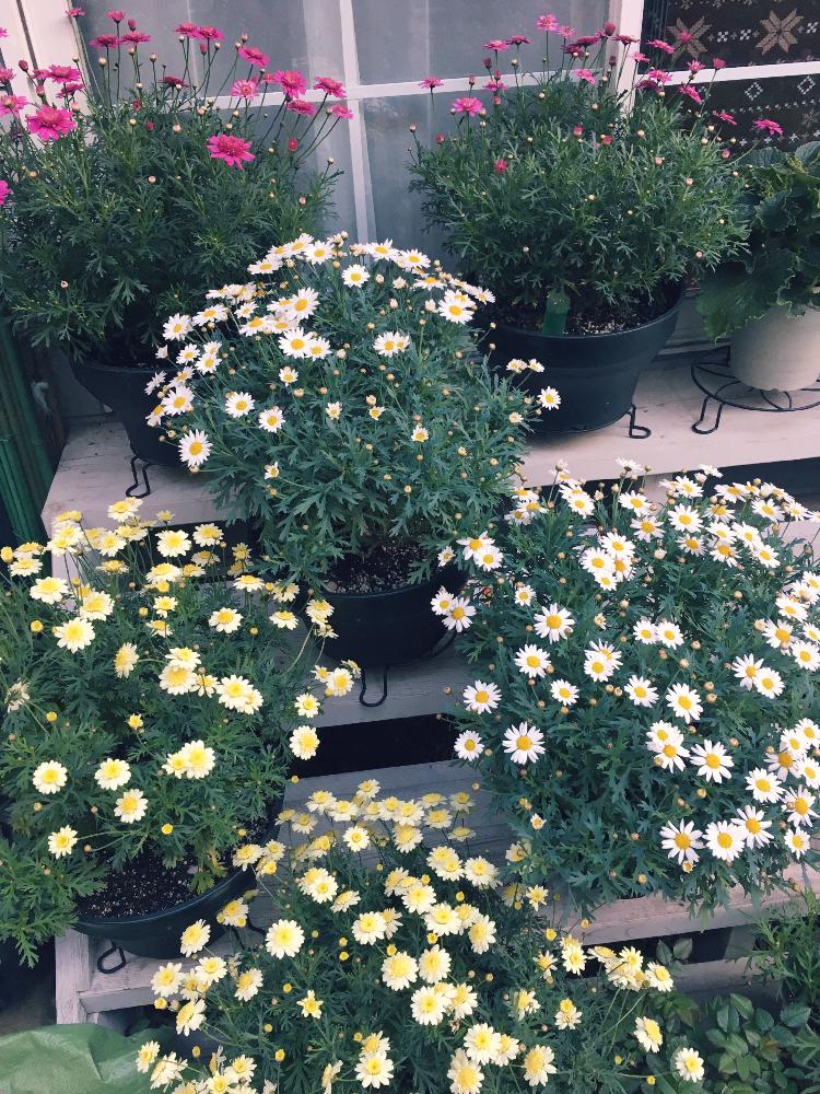 ボンザマーガレットの投稿画像 By Rmamaさん 開花と冬越しと癒しと植中毒とサントリーと可愛いと花のある暮らし 17月4月日 Greensnap グリーンスナップ