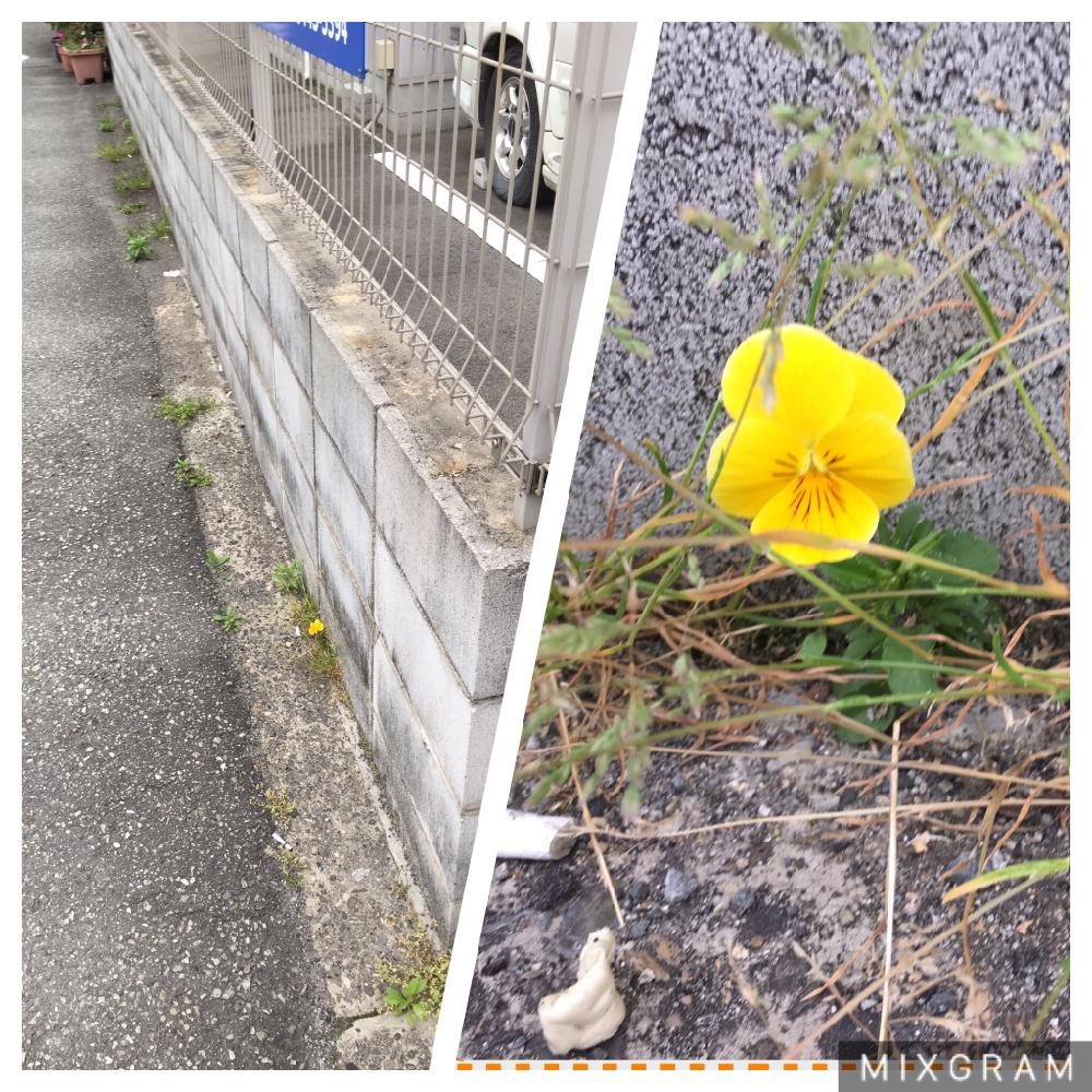 自生の投稿画像 By ジジ様さん お花と植中毒 17月4月日 Greensnap グリーンスナップ