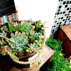 多肉植物,DIY,多肉植物寄せ植え,リメ缶,リメイク缶の画像