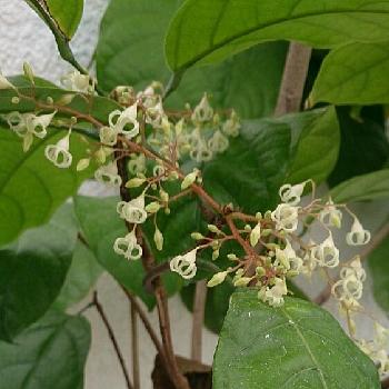 ピンポンの木の投稿画像一覧 Greensnap グリーンスナップ