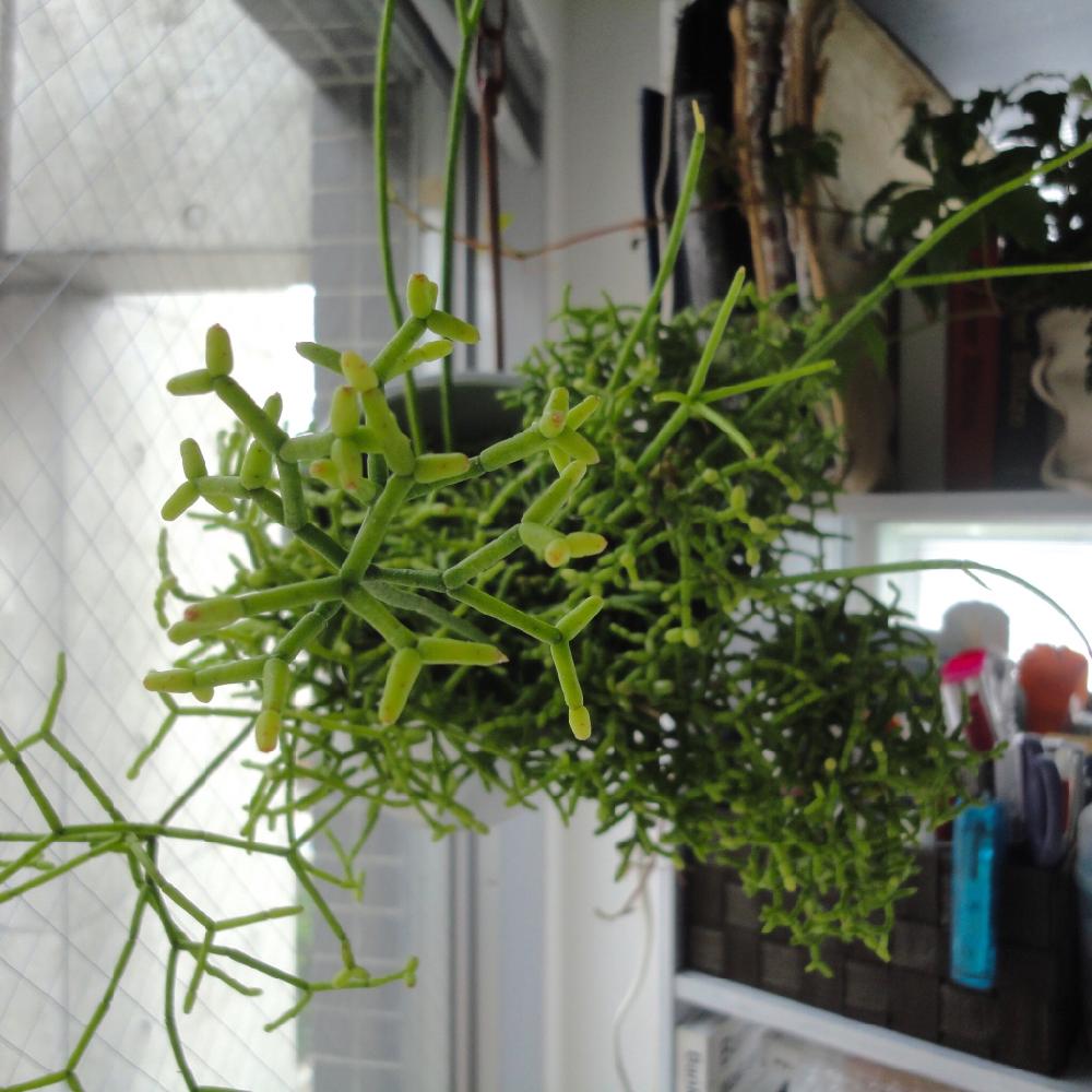 リプサリス ケレウスクラの投稿画像 By Ajika0u0さん リプサリスと多肉植物とサボテン科とno Green No Lifeと植中毒とコンクリートと打ちっ放しと珍奇植物 17月4月21日 Greensnap グリーンスナップ