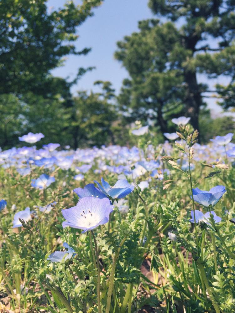 ネモフィラの投稿画像 By Mowさん 青い花と快晴と小さな幸せ と小さい花とかわいいな と素敵と相模原公園 17月4月21日 Greensnap グリーンスナップ