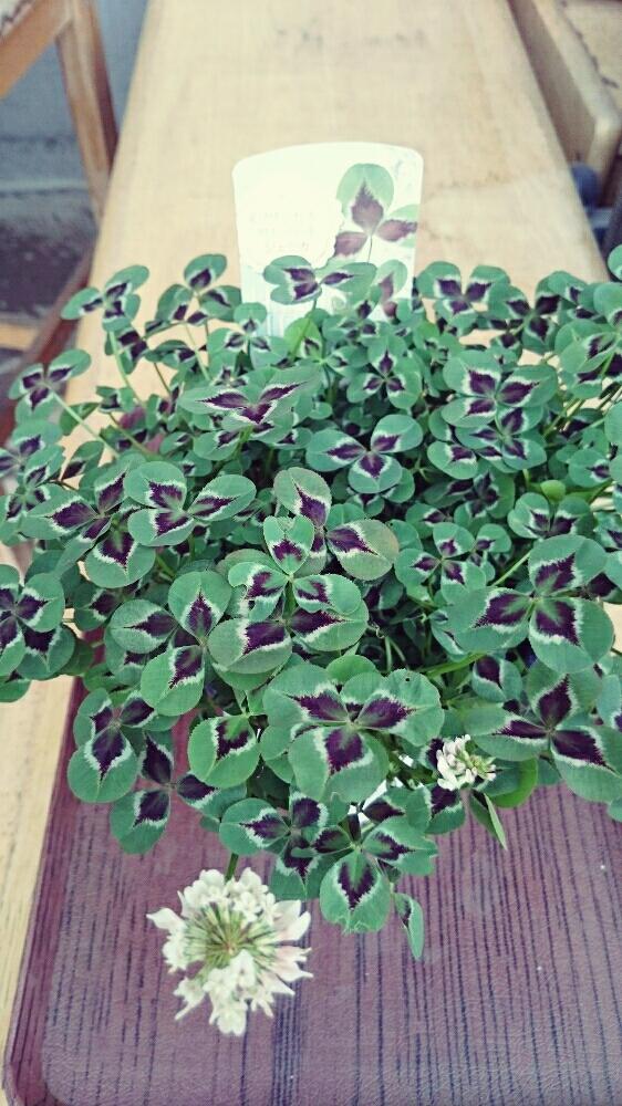 プリンセスクローバー ジェシカの投稿画像 By Seraさん 17月4月21日 Greensnap グリーンスナップ