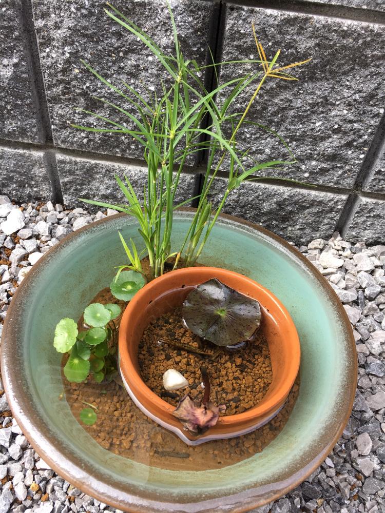 ウォーターマッシュルームの投稿画像 By Nekoさん 睡蓮と睡蓮鉢と水生植物とビオトープ 17月4月22日 Greensnap グリーンスナップ