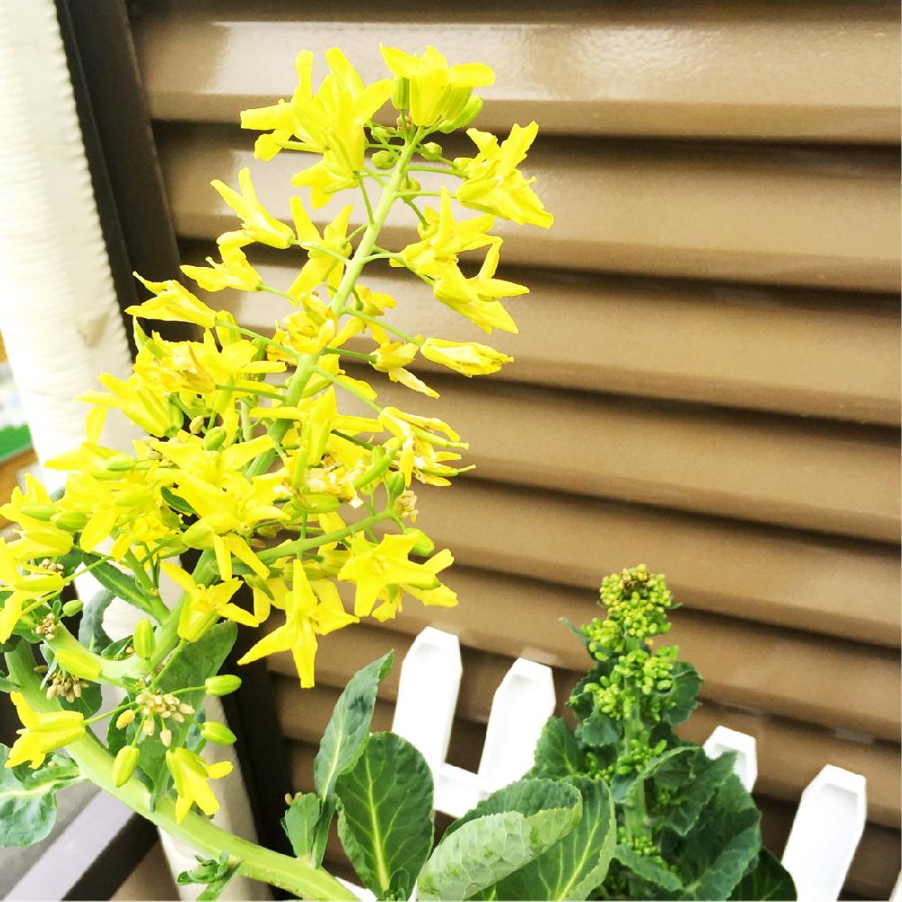 芽キャベツの花の投稿画像 By ちゃみさん 家庭栽培シリーズと春 を感じる色の花と植中毒と今日の一枚とほったらかし農園 笑 と今日のお花と可愛い と成長記録とナチュラルスタイルと芽キャベツ栽培 17月4月22日 Greensnap グリーンスナップ 芽キャベツの花の投稿画像 By ちゃみさん 家庭栽培シリーズと春 を感じる色の花と植中毒と今日の一枚とほったらかし農園 笑 と今日のお花と可愛い と成長記録とナチュラルスタイルと芽キャベツ栽培 17月4月22日 Greensnap グリーンスナップ