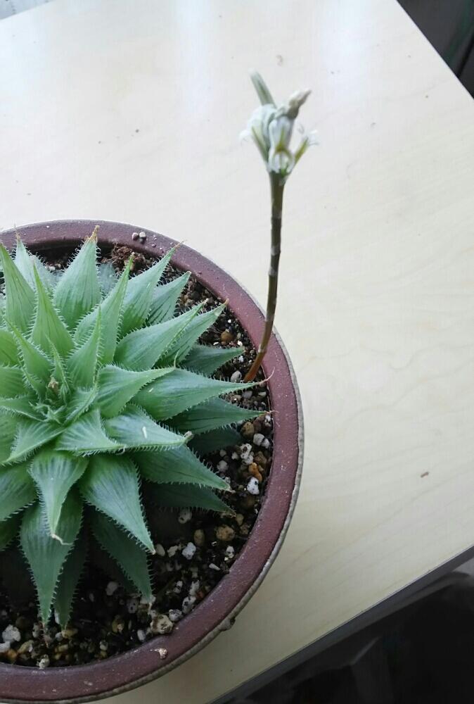 プリンセスドレスの投稿画像 By ときじくの花さん ハオルチア属と多肉植物 17月4月22日 Greensnap グリーンスナップ