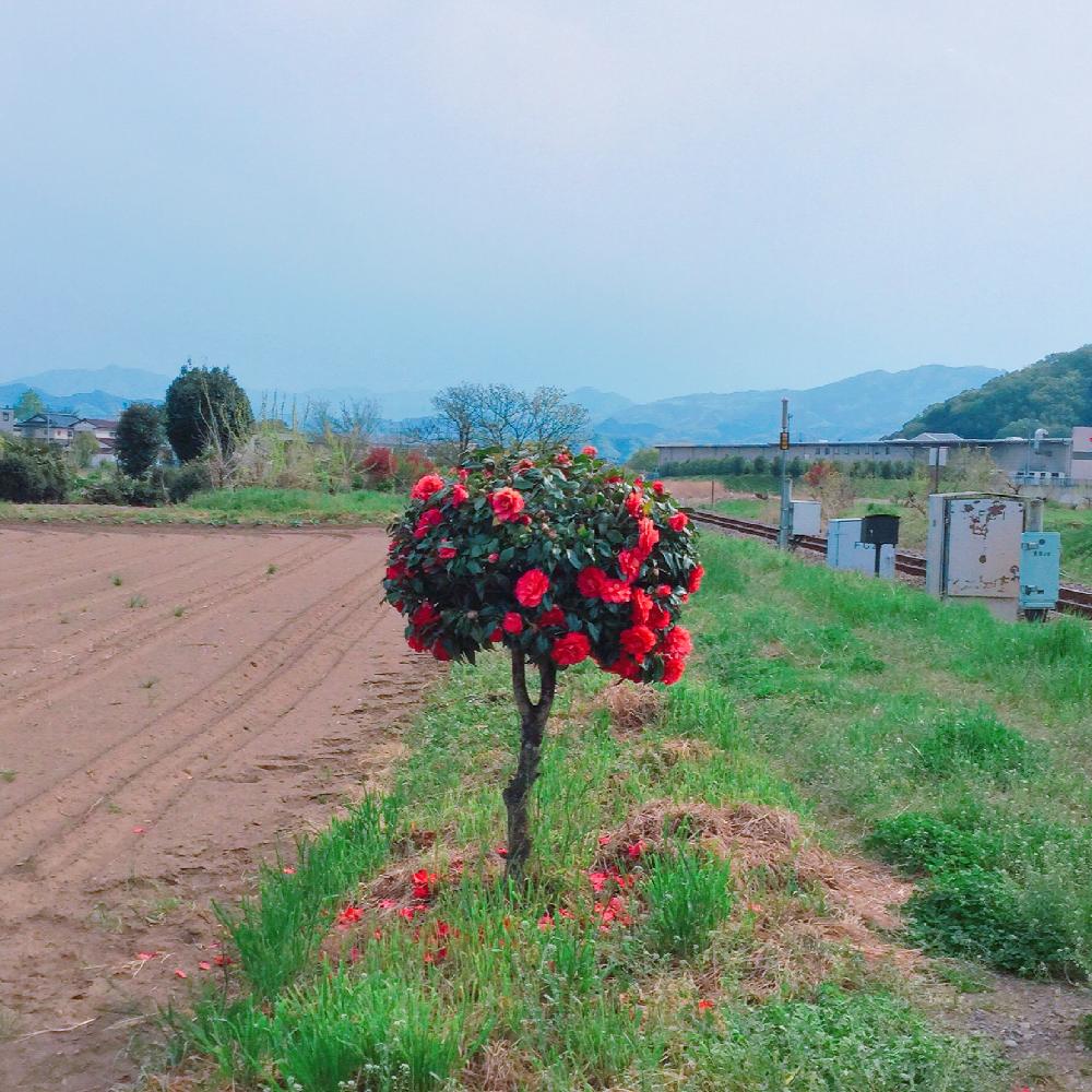ツバキの投稿画像 By Applantsniwachayaさん オシャレと椿さんと田舎と木の花とスタンダード仕立てと盆栽と農道 17月4月22日 Greensnap グリーンスナップ