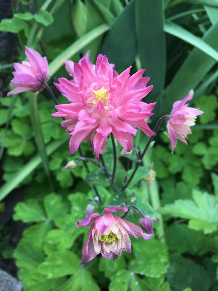 オダマキの投稿画像 By Takaさん 今日のお花と春のお花とピンクの花と山野草 17月4月22日 Greensnap グリーンスナップ