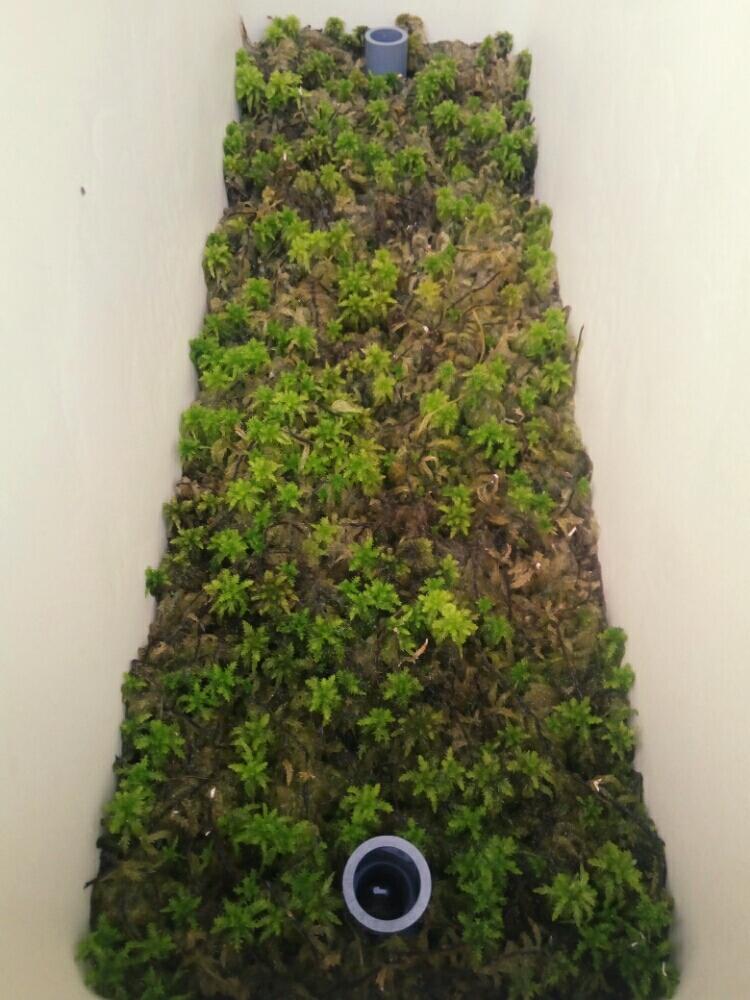 水苔栽培の投稿画像 By こーしんづかさん 水苔と植中毒 17月4月22日 Greensnap グリーンスナップ