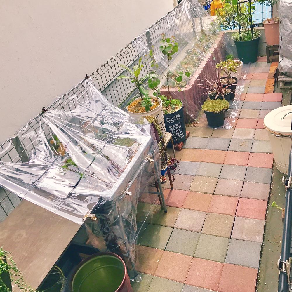 雨対策の投稿画像 By いち Ichiさん 多肉植物と多肉花壇 17月4月22日 Greensnap グリーンスナップ