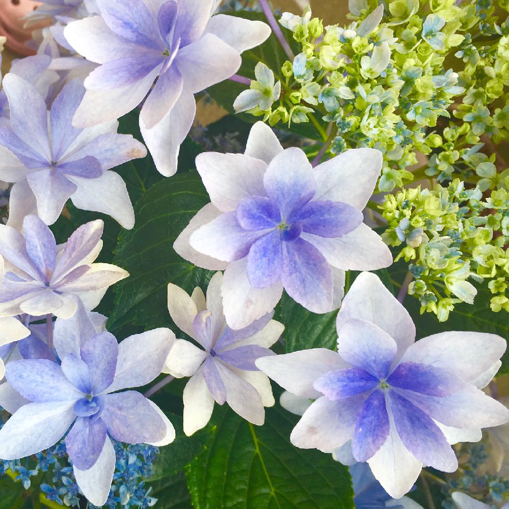 紫陽花の投稿画像 By R さん ガクアジサイ ダンスパーティーとアジサイと紫陽花 とあじさい ブルーと今日のお花と青色の花 17月4月22日 Greensnap グリーンスナップ