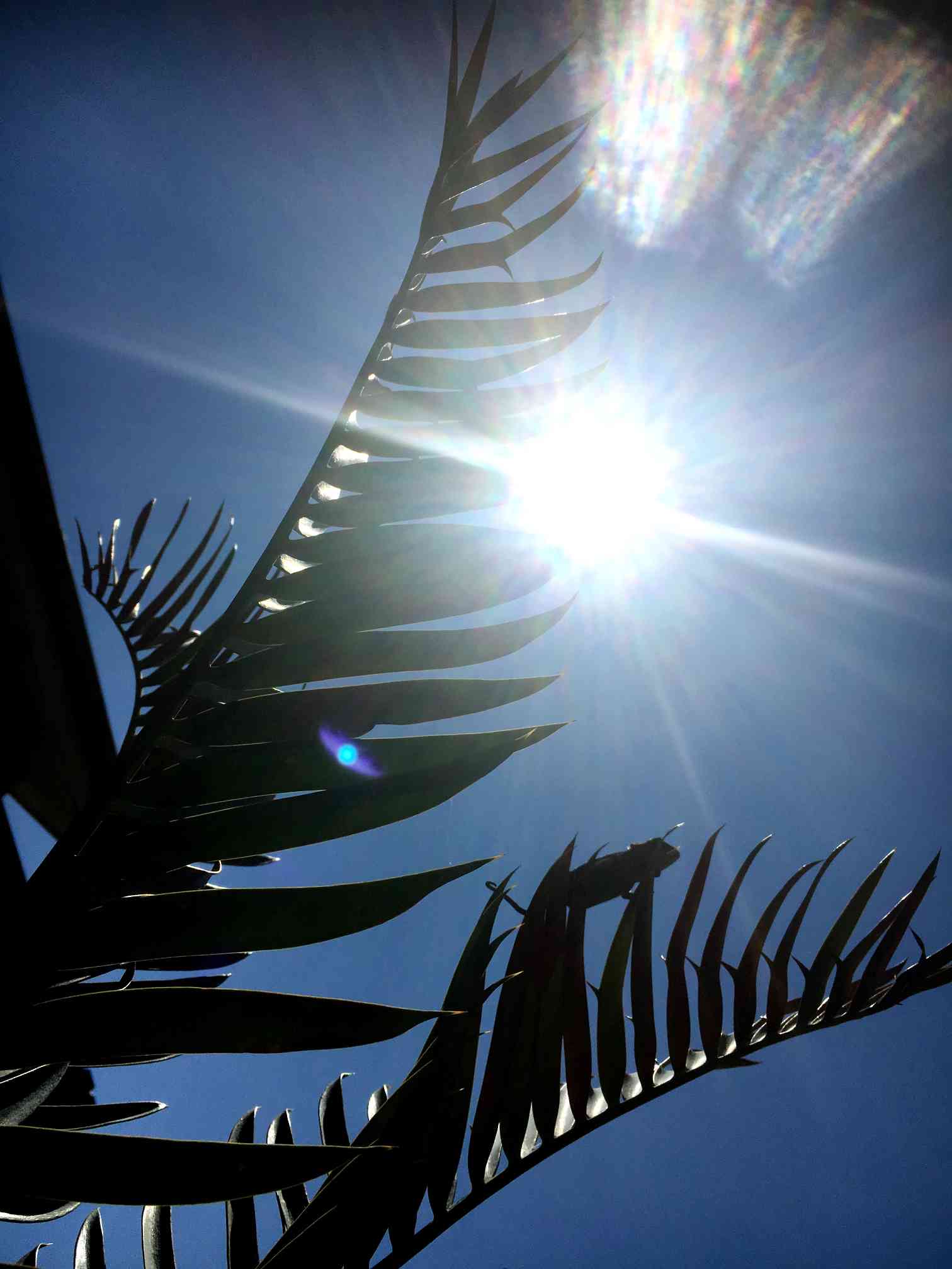 エンセファラルトストリスピノーサスの一覧｜🍀GreenSnap（グリーン