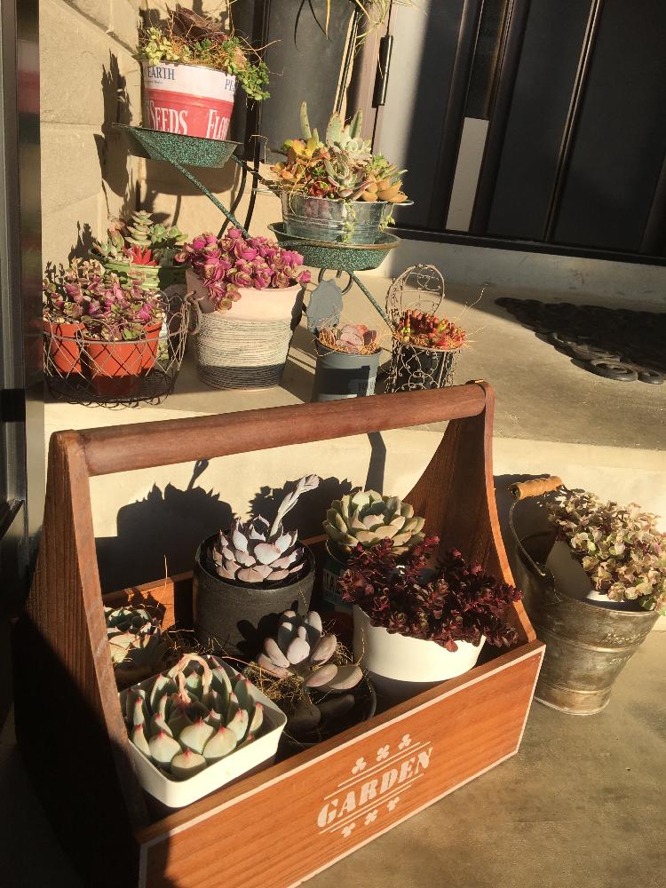 かわいい子 の投稿画像 By Midorin さん 笑顔いっぱい と星の王子さまとダイソー鉢とお気に入り とオシャレとグリーンカーテン とナチュラルインテリアとセリアの器とインテリアプランツと多肉寄せ植え 17月4月23日 Greensnap グリーンスナップ